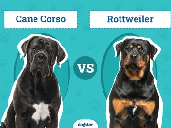 Cane Corso vs Rottweiler: Which to Choose? (With Pictures)