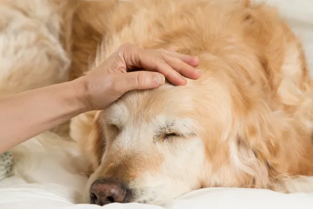 11 Most Common Diseases, Illnesses & Health Risks in Dogs