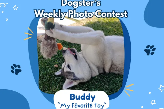 Dogster’s Weekly Photo Contest Winners: My Favorite Toy (March 19, 2026)