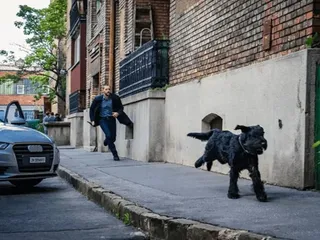 What Breed of Dog Is Tank on FBI International? History, Appearance & More