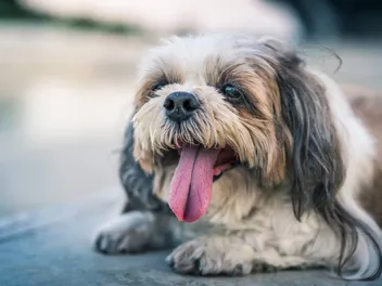 10 Reasons Why Your Shih Tzu Is Panting So Much: Vet Reviewed Causes