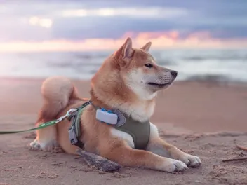 8 Best Dog Health & Activity Trackers in 2026 - Reviews & Top Picks