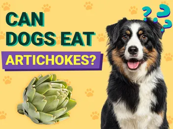 Can Dogs Eat Artichokes? Vet-Verified Nutrition Facts & FAQ