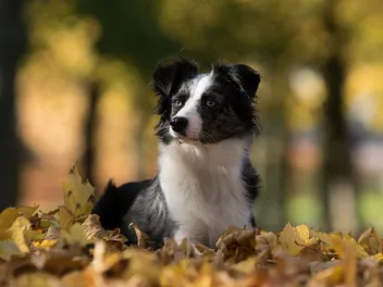 Do Mini Australian Shepherds Bark a Lot? Vet-Verified Facts & FAQ