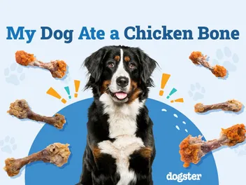 My Dog Ate a Chicken Bone, What Do I Do? (Vet Answer)