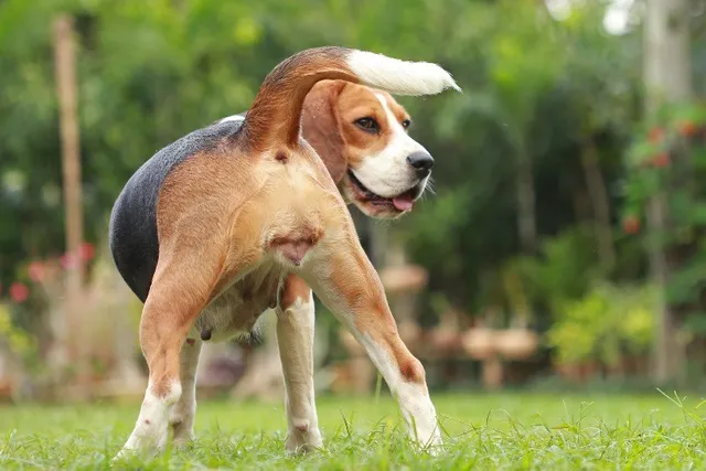 Dog Heat Cycle: Vet-Verified Signs, Frequency & Facts