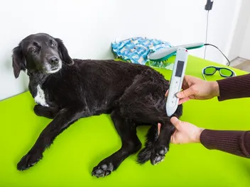 Does Laser Treatment Help With Dog Arthritis? Vet-Reviewed Facts & FAQ