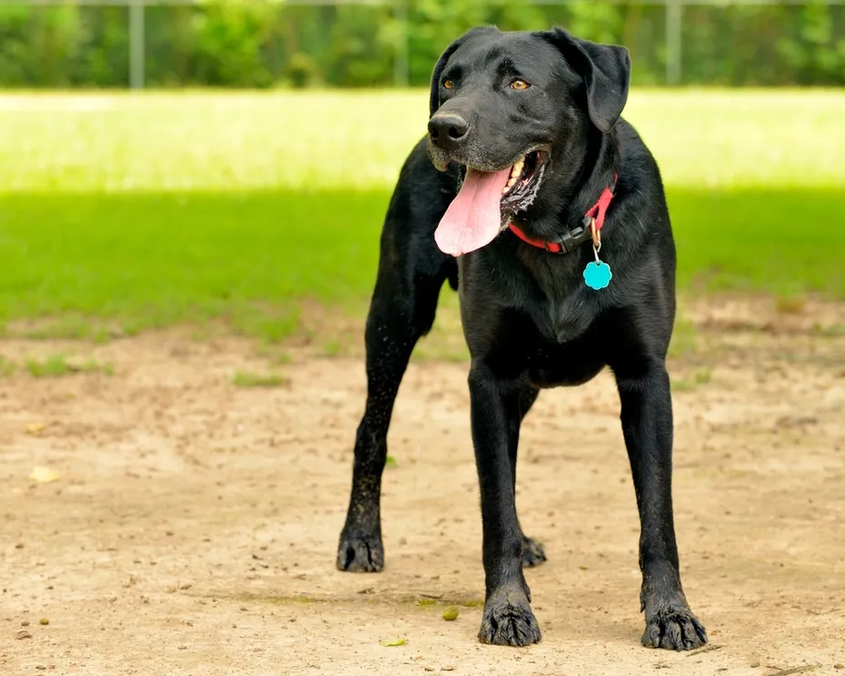 black-labrador-retriever-wearing-red-collar