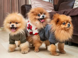 15 Cutest Dog Breeds: Info, Pictures, Characteristics & More