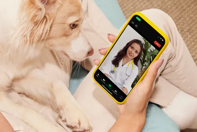 Dutch Online Vet Review 2026: Our Expert’s Opinion