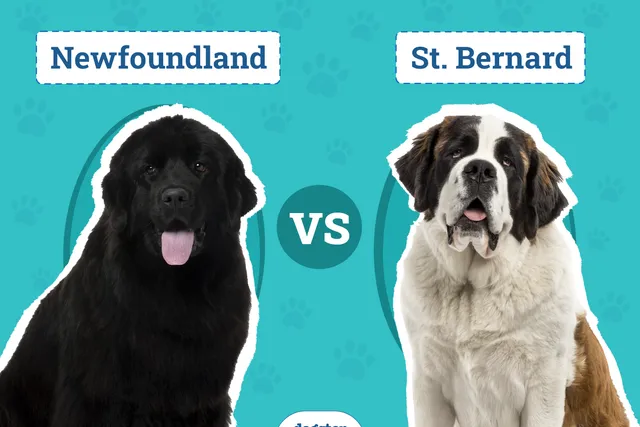 Newfoundland Dog vs St. Bernard: Main Differences (With Pictures)