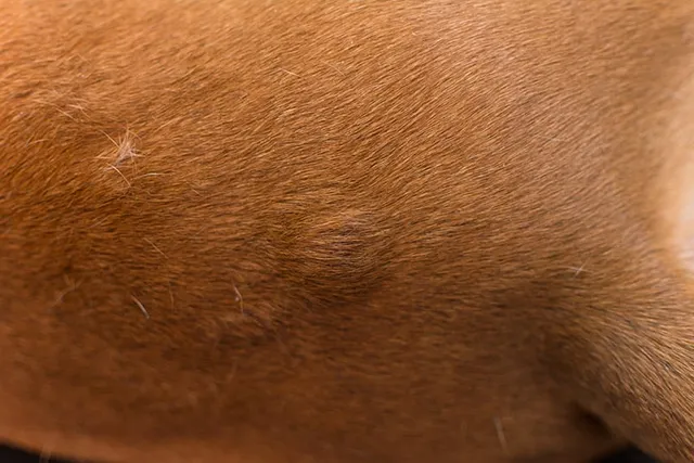 What Is This Lump On My Dog's Stomach? 6 Vet Reviewed Causes & Advice
