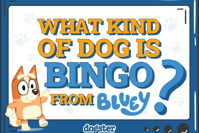 What Kind of Dog Is Bingo From Bluey? Famous TV Canines Revealed