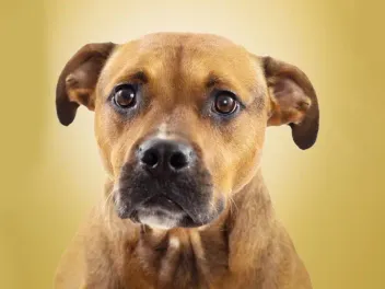 Rhodesian Ridgeback Beagle Mix: Info, Pictures, Temperament & Traits