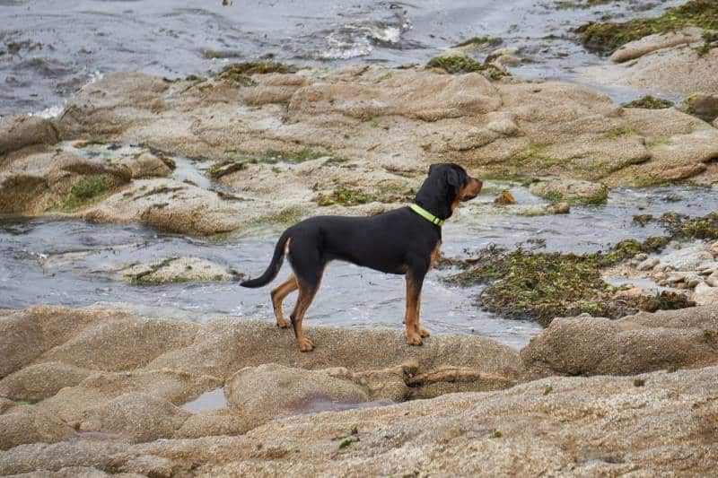 bauceron dog outdoors by the sea