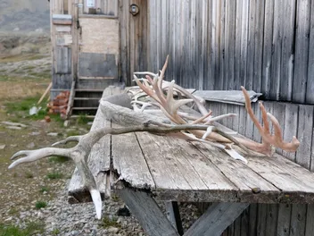 Are Antlers Good for Dogs? Vet-Reviewed Facts & Safety
