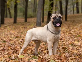 How Long Do Bullmastiffs Live? Vet Reviewed Average Lifespan, Data & Care Guide