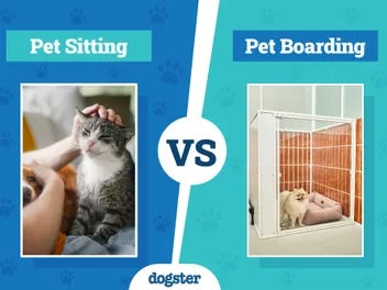 Pet Sitting vs Boarding: Notable Differences & What’s Best for Your Pet