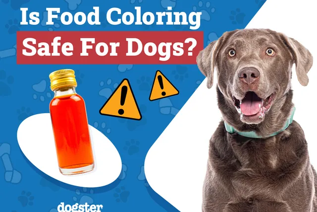 Is Food Coloring Safe for Dogs? Health Facts & FAQ