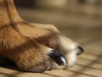 Are My Dog’s Nails Too Long? How to Tell & What to Do (Vet-Approved Tips)