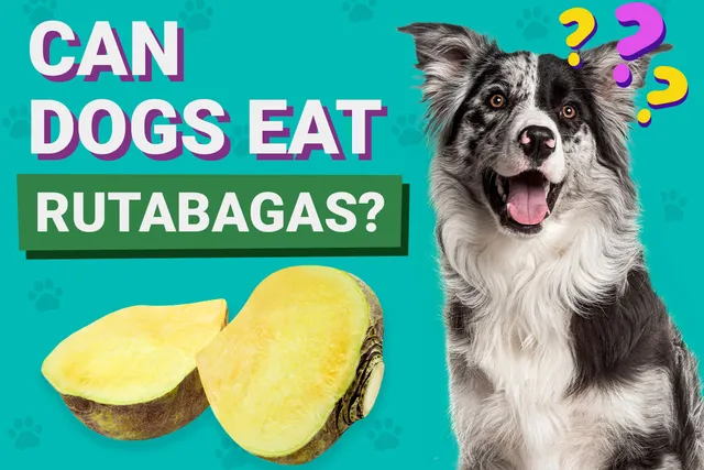 Can Dogs Eat Rutabagas? Vet-Reviewed Facts & FAQ