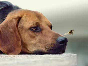 How Powerful Is a Dog's Nose? Vet-Verified Facts (With Infographic)