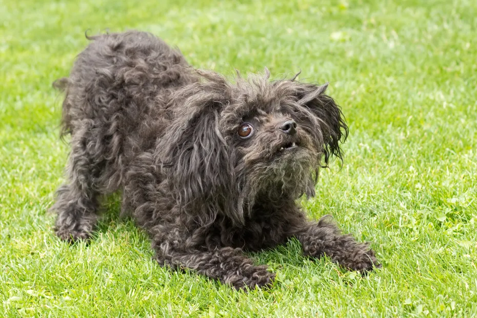 Russian Tsvetnaya Bolonka dog is crouching and crowling