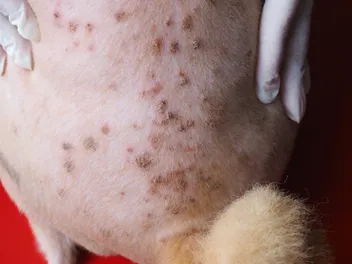 Why Does My Dog Have Scabs on Their Back? 6 Vet-Verified Reasons