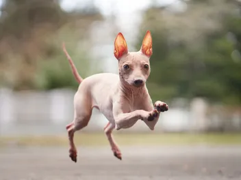 How to Know If Your Dog Is Ready to Be Off-Leash: Vet-Approved Guide