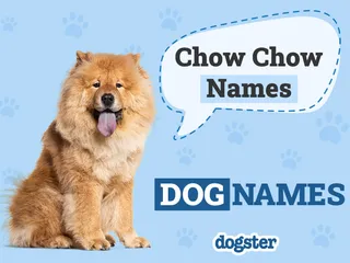 200+ Popular Chow Chow Dog Names: Unique Options for Your Adorable Pet
