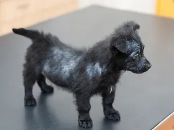 Why Does My Puppy Have Bald Spots? 8 Vet Reviewed Reasons