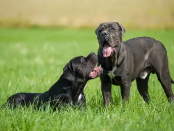 How Aggressive Are Cane Corsos? Temperament & Personality Traits (Vet-Reviewed)
