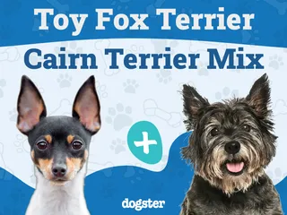 Toxirn (Chihuahua & Carin Terrier Mix): Info, Pictures, Care & More