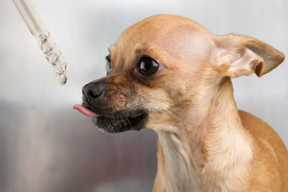 Dog taking essential oil from dropper