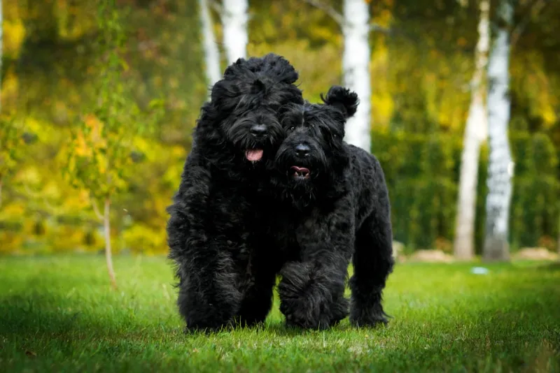 black russian terrier dogs running on grass