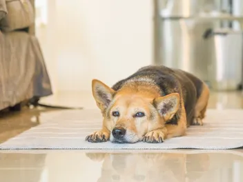 Senior Dog Behavior Changes: Vet-Approved Care Guide