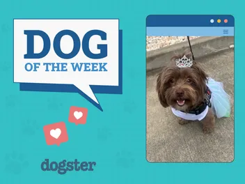 Dogster Photo Contest: Dogs of the Week Winners (June 19, 2025)