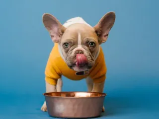 Is Insect-Based Dog Food Safe for My Pet? Vet Approved Facts & FAQ