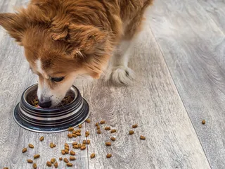 What Is Crude Fiber in Dog Food? Vet-Verified Nutrition Facts & FAQ