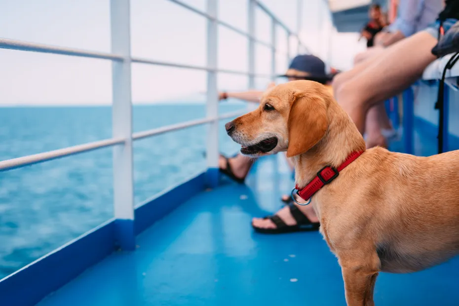 Small brown dog traveling on the ferry with his owners