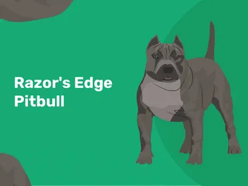 Razor Edge Pitbull Dog Breed: Info, Pictures, Temperament & Traits