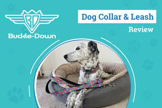Buckle-Down Seatbelt Dog Collar & Leash Review 2026: Pros, Cons & Verdict: An Expert's Breakdown