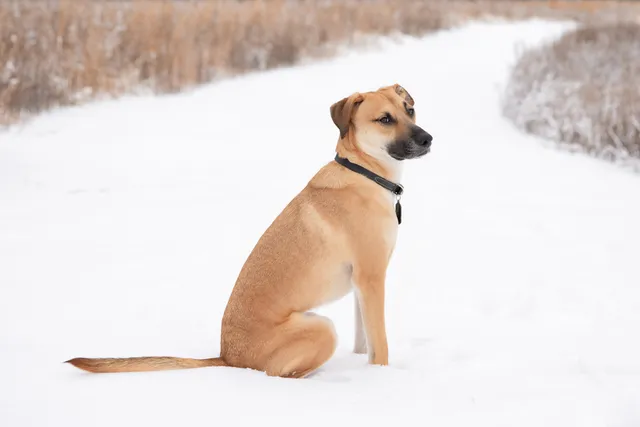 Black Mouth Cur Dog Breed: Info, Pictures, Care, Traits & History