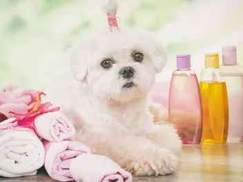 11 Best Shampoos for Maltese in 2026: Reviews & Top Picks