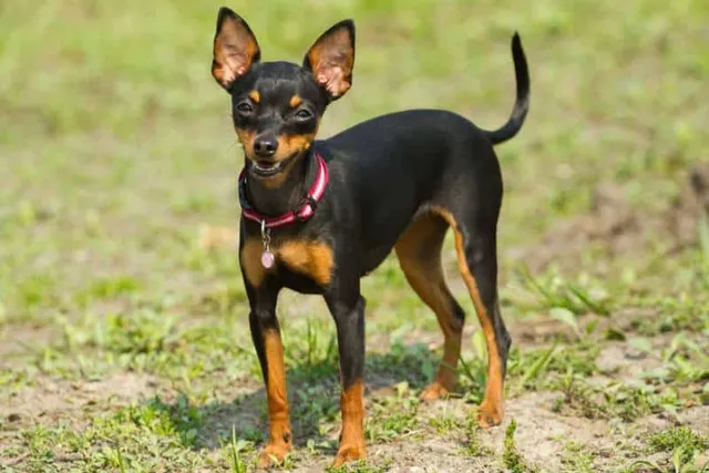 Prazsky Krysarik Dog Breed: Info, Pictures, Care, Traits & More