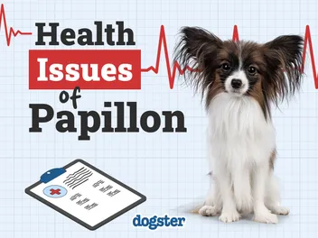 5 Common Papillon Health Issues: Our Vet Discusses