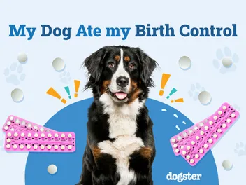 My Dog Ate My Birth Control: Should I Be Worried? (Vet Answer)