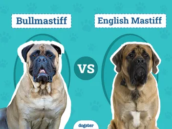 Bullmastiff vs. English Mastiff: Differences Explained (With Pictures)