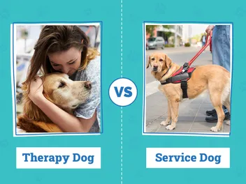 Therapy Dog vs Service Dog: Vet-Verified Differences