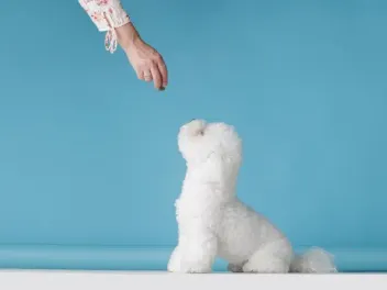Dog Training Education Month 2026: What Is It & How to Celebrate
